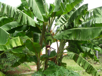 Bananen im Garten